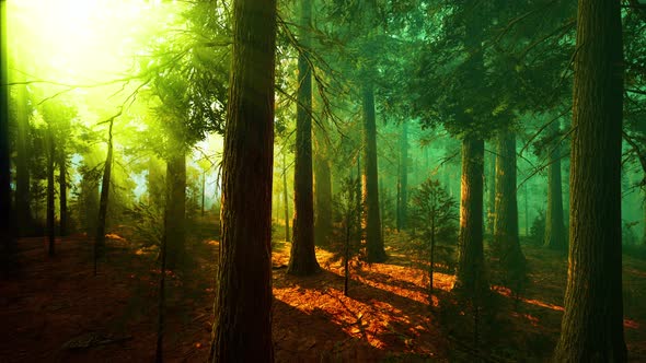 Morning Fog in the Giant Sequoias Forest