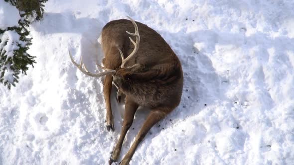 Close Up Of Deer Lying On Snow