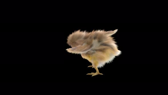 18 Baby Chicks Dancing 4K