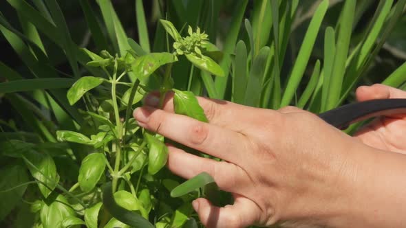 Female Hand is Taking Fresh Green Basil Leaves From the Bush Outdoors