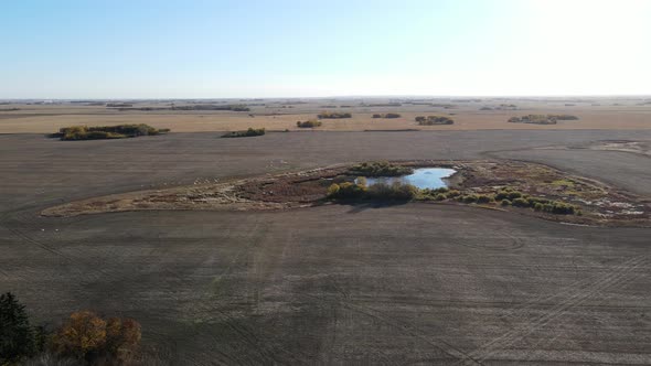 Amazing 4K cinematic drone aerial video of a flock of white birds flying free on the horizon above a