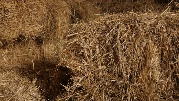 Tilting on wheat hay in curing process 4K 2160p 30fps UltraHD footage - Close-up of stacked bales in