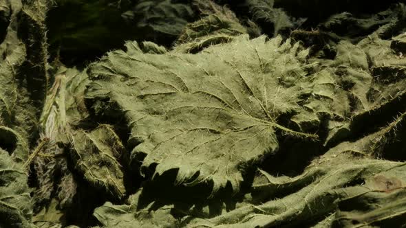 Dried plant leaves of  common nettle Urtica dioica 4K footage