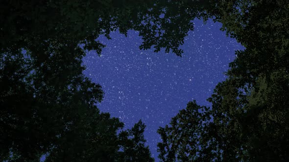 night sky and stars in the forest