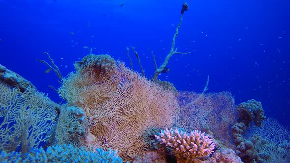 Tropical Underwater Reef Sea