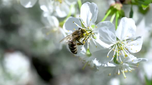 A Bee Pollinates a Flowering Cherry Tree. Bee on a Flower Close-up.