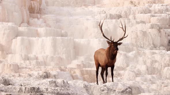 Wild elks in Yellowstone National Park