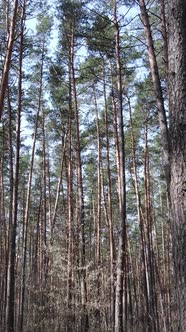 Vertical Video of the Pine Forest in the Afternoon