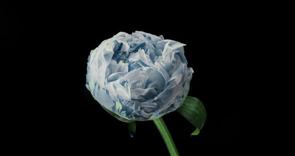 Beautiful Blue Peony Background. Blooming Peony Flower Open, Time Lapse  FHD Video Timelapse