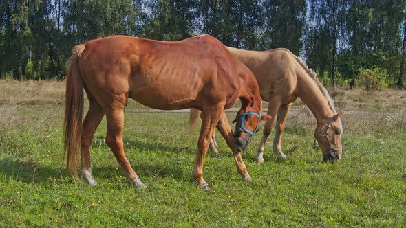 Brown Horse Grazing Fresh Grass