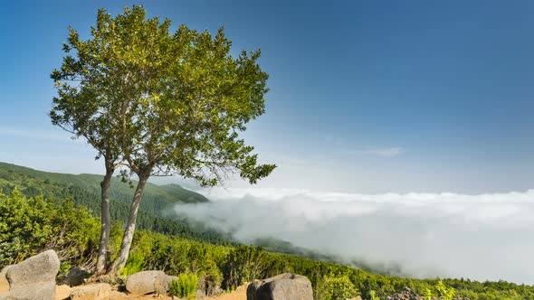 La Palma Tree And Clouds Timelapse, zooming in, Spain in 4K