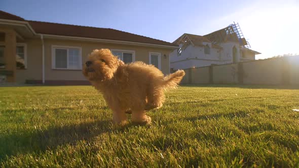 Red Poodle Puppy Runs Like Rabbit Slow Motion