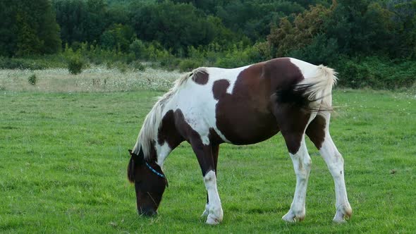 Beautiful White Brown Horse