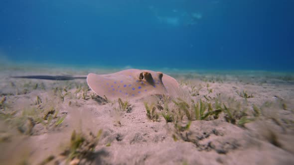 Stingray Slowly Swim Over Sandy Bottom on Blue Water Background