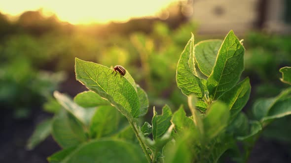 Colorado beetle eats a potato leaves. Garden pest destroy a crop. Parasites in wildlife