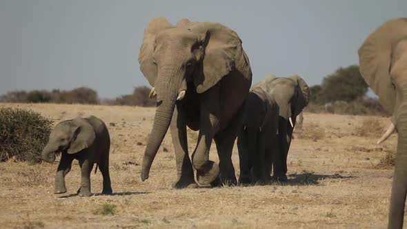 Wide shot of a herd of African elephants walking towards the camera, Mashatu Botswana.