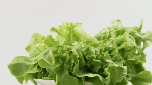 Green oak fresh lettuce planted in the Hydroponics style is beautifully placed and slowly rotating.