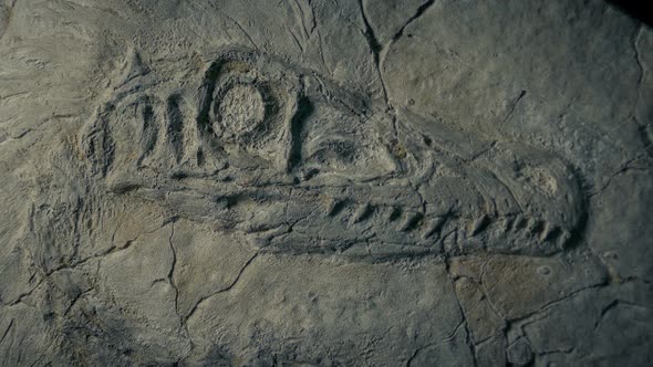 Raptor Dinosaur Fossil Closeup Shot