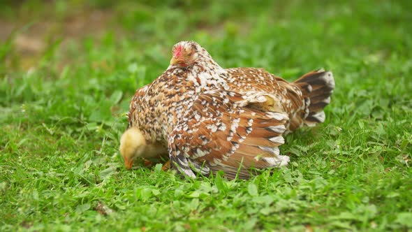 Chickens Are Hiding Under Their Mom