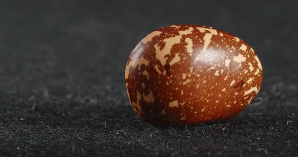 The Texture of the Brown Bean is Closeup