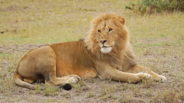 African lion resting
