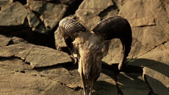 Dry Goat Skull Bone on Stones Under Sun