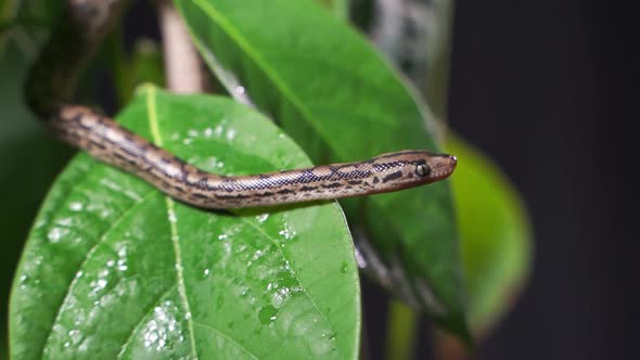 a Snake Crawl Through Bush