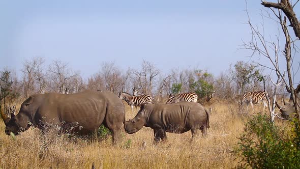 Southern white rhinoceros in Kruger National park, South Africa