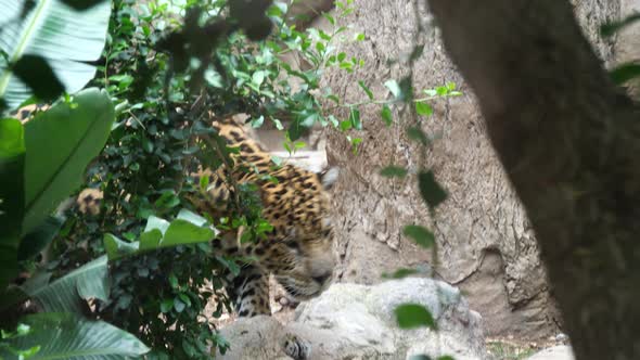 Jaguar (Panthera onca), largest cat species in the Americas