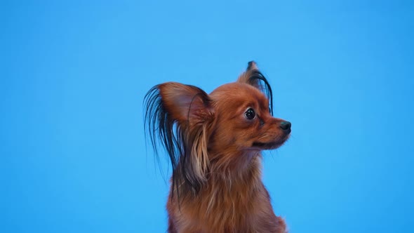Frontal Portrait of a Brown Russian Toy Terrier in the Studio on a Blue Background