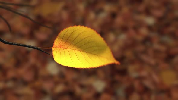 Wind Rips Last Yellow Leaf From Branch And Carries It Into The Sky