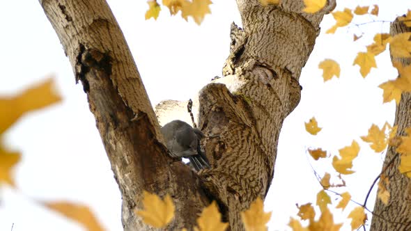 Pileated woodpecker finally breaks off big piece of bark that falls from tree