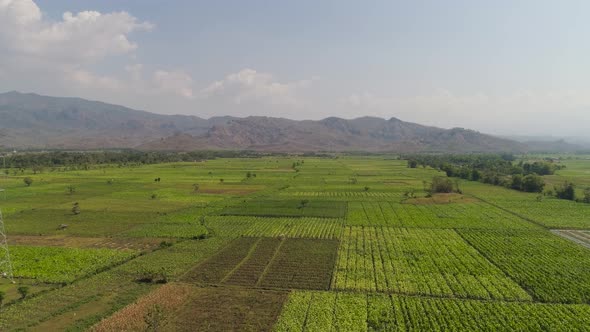 Agricultural Land in Indonesia