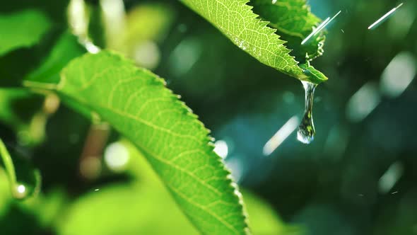 Water Drops Cascade from Green Leaves During Heavy Rain