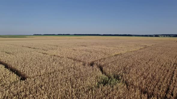 Drone Flying Over a Wheat Field