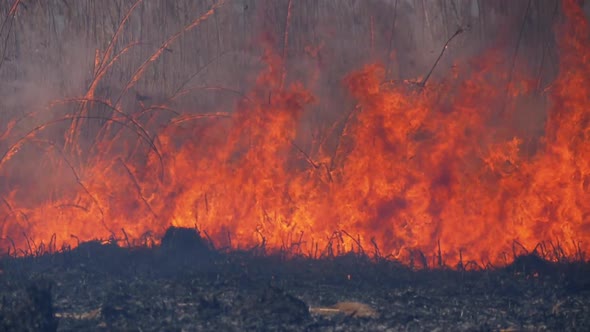 Fire in the Forest. Flame From Burning Dry Grass, Trees and Reeds. Slow Motion