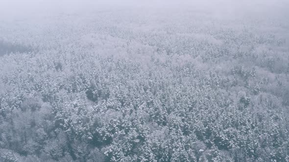 Beautiful Snowy White Forest In Winter Frosty Day