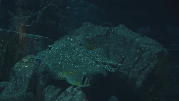 Single Stingray Fish with Spots Moving and Swimming Underwater with a Variety of Small Multicoloured