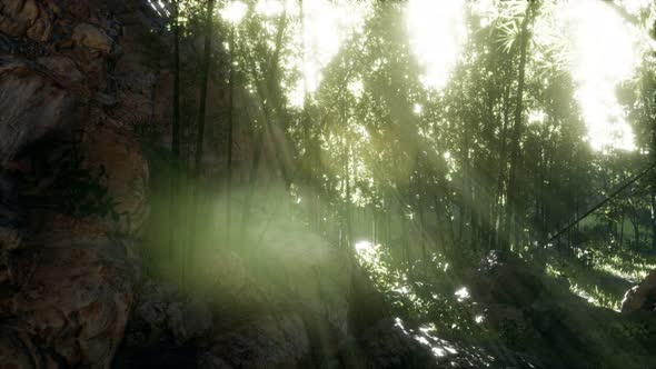 Lush Green Leaves of Bamboo Near the Shore of a Pond with Stones