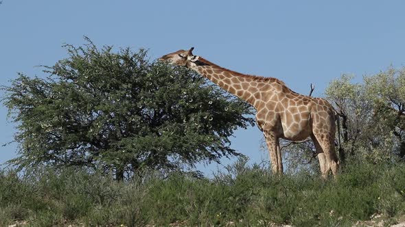 Feeding Giraffe Feeding On A Tree