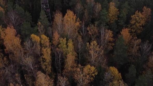 Aerial drone view of a colourful dark forest in Ogres Zilie Kalni National Park in Latvia in Norther