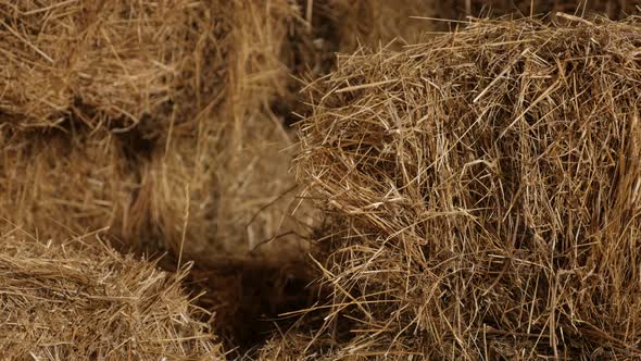 Close-up of winter animal food rectangular bales in the barn  4K 2160p 30fps UltraHD tilting footage