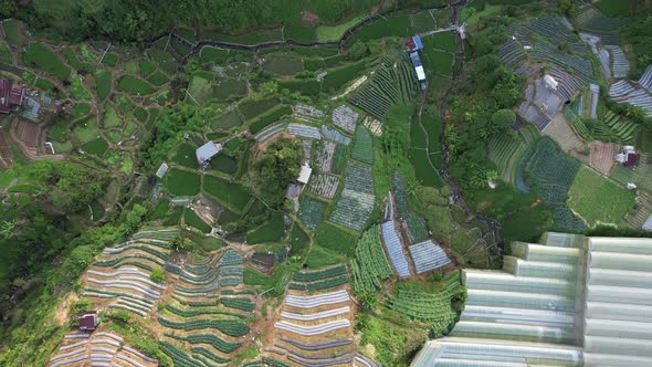 Cameron Highlands, Pahang Malaysia