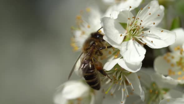 Queen bee sitting on white blooming flower and gathering fresh nectar during spring season.Macro clo