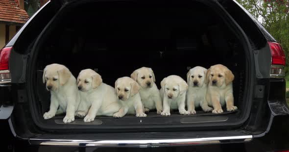 Yellow Labrador Retriever, Puppies in the Trunk of a Car, Normandy in France, Slow Motion 4K