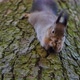 Forest squirrel eating nuts sitting on a tree 4K - VideoHive Item for Sale