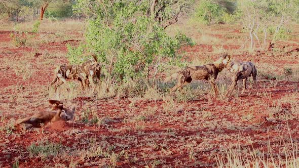 Collared African wild dogs, Lycaon pictus feed off scraps of a kill in winter at Zimanga in the Kwa-