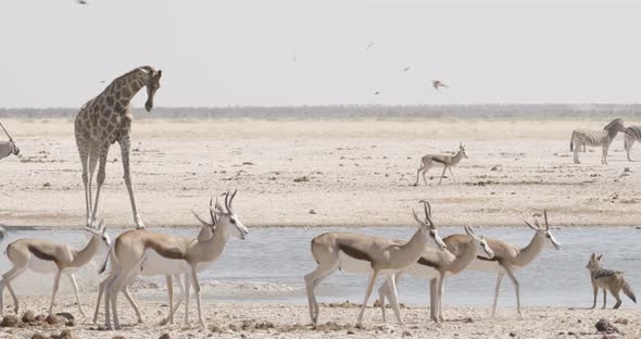 Crowded Waterhole and Drinking Giraffe