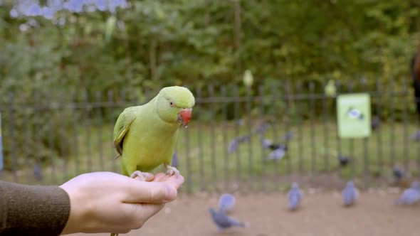 Green Parrot in London Flying in the Park and Sitting on a Hand