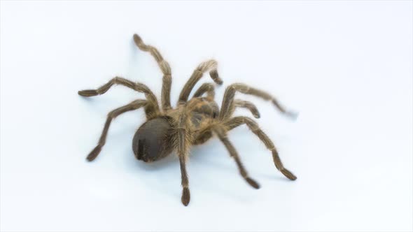 Brown tarantula walks across a white screen